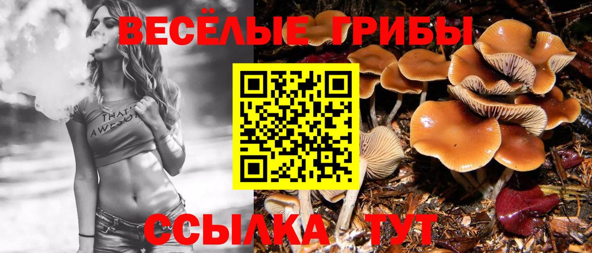 Вязьма  Псилоцибиновые грибы Psilocybine cubensis  Псилоцибиновые грибы прущие грибы  Вход с VPN 